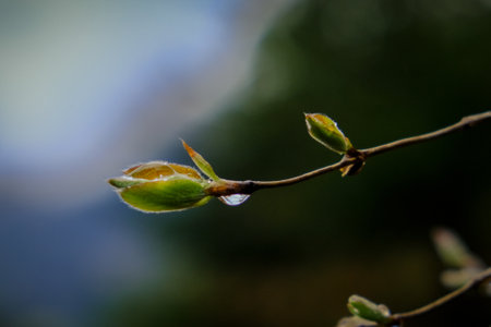 Branch of a tree with green leaves and water drops on a blurred background Wonderful play of colors with small drops of water in the sun. Close-up taken in the sunshineの写真素材