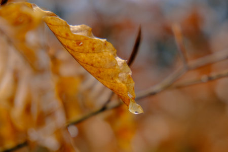 Autumn leaves with drops of water on the branches in the forest Wonderful play of colors with small...