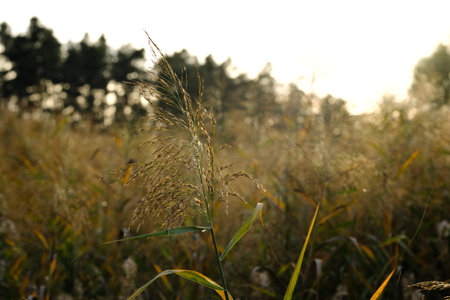 Dry grass in the field at sunset. Shallow depth of field The beauty of nature can be found...