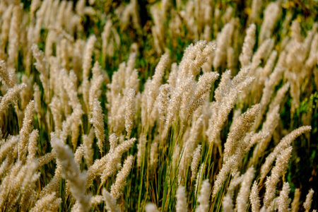 Pampas grass on the background of the field. Close up. The beauty of nature can be found everywhere - plants so strong and beautiful captured in pictures forever.の写真素材