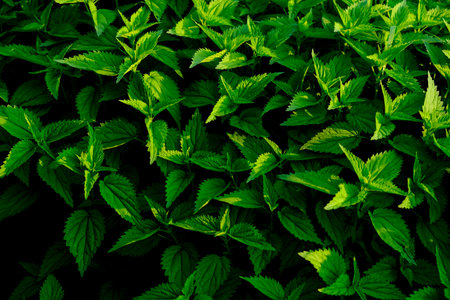 Green nettle leaves on black background, top view. Nature background Beautiful plants in the sun.の写真素材