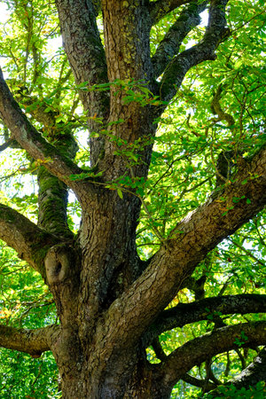 Old oak tree with green leaves in the forest, close-up The beauty of nature can be found everywhere...