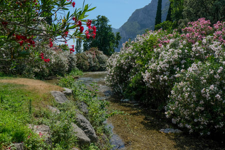 Beautiful plants in the sun. The beauty of nature can be found everywhere - plants so strong and...