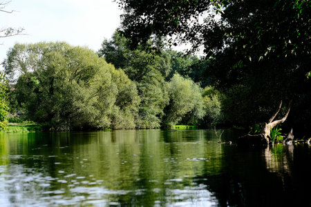 Beautiful lake with green trees in the park. Nature background. Beautiful landscape in an evening...