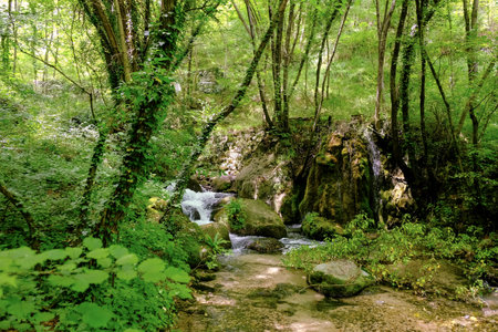 Mountain stream in the green forest, . Beautiful summer landscape. Whether sea, lake or river, water is one of the most beautiful elements of nature.の写真素材