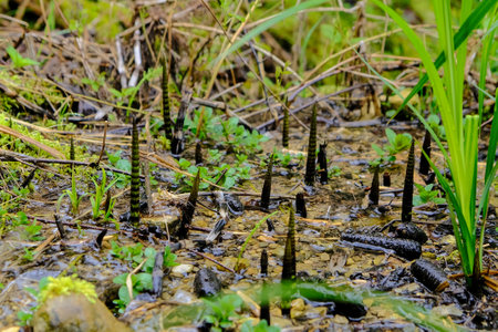 Seedlings of mangrove trees in the rainforest.Beautiful landscape in an evening mood by the water in...