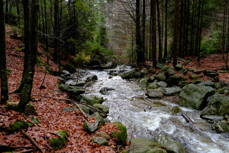 Stream in the forest with fallen leaves and rocks in autumn colors. Beautiful landscape in an evening mood by the water in the sunshine.の写真素材