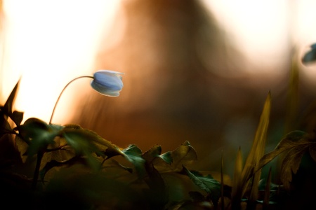 Anemone nemorosa - single white flower