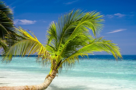 tropical beach with coconut palmの写真素材