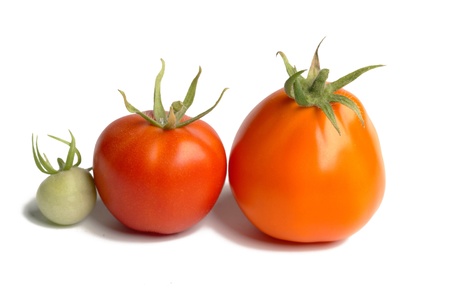 Two tomatos isolated on whiteの写真素材