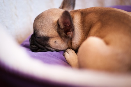 small sleeping French bulldog, puppyの写真素材