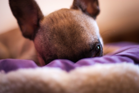 small sleeping French bulldog, puppyの写真素材