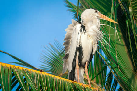 stork on a palm tree. close upの写真素材