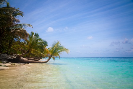 Exotic palm trees on white sand beach. Luxury resort.の写真素材