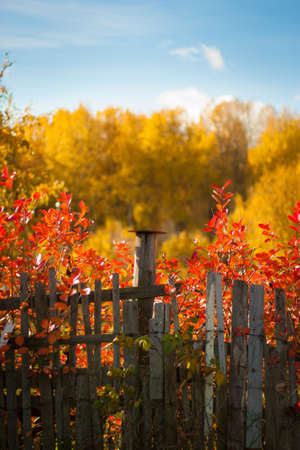 Trees Positively Ablaze With Color During Autumn In The Parkの写真素材