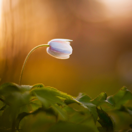 Anemone nemorosa - single white flowerの写真素材