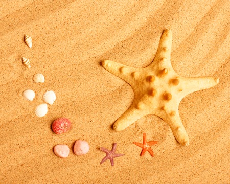 Starfish and shells on the sand. studio shotの写真素材