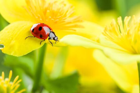 ladybug on yellow flowerの写真素材