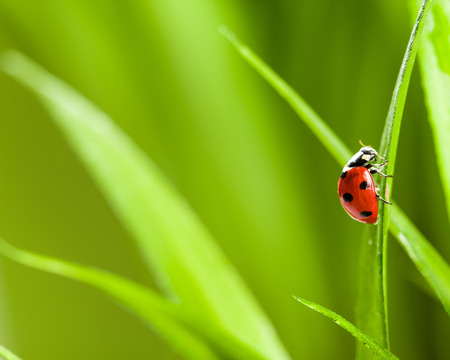 red ladybug on green grass