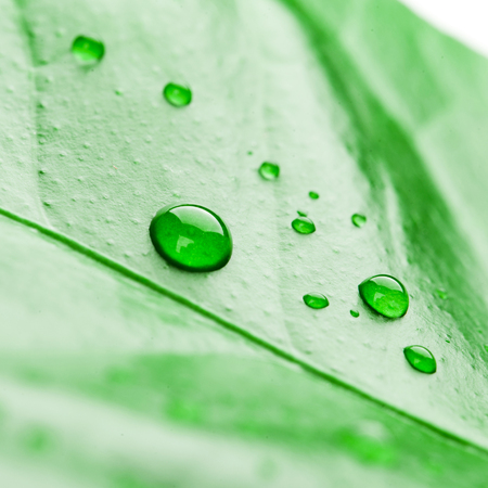fresh green plant leaf with water drops close upの写真素材