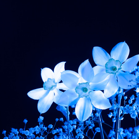 Blue narcissus on a black backgroundの写真素材