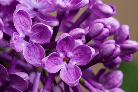 Macro image of spring lilac violet flowersの写真素材
