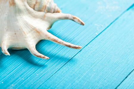 Seashells over blue wooden background. studio shot
