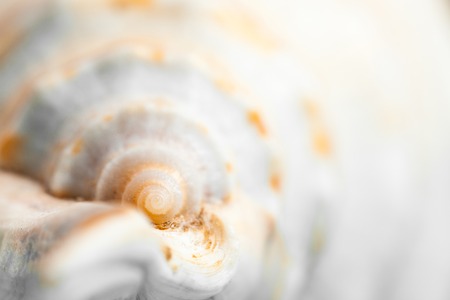 Natural spa elements - seashell with starshell. studio macro shotの写真素材