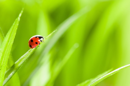 Ladybug on Green Grass Over Green Bachground. studio shotの写真素材