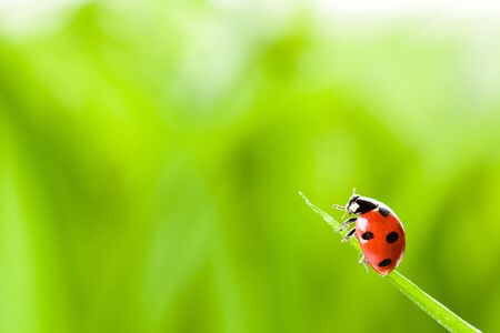 red ladybug on green grass. studio shotの写真素材