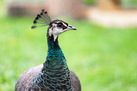 Female Peacock bird on green grass in the natureの写真素材