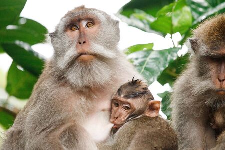 Family of long-tailed macaque - Macaca fascicularis - in Sacred Monkey Forest, Ubud, Indonesiaの写真素材