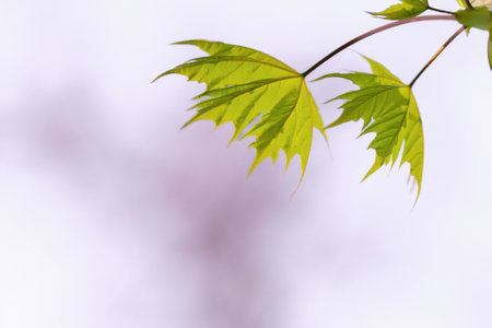 Leaf of a maple tree against purple sky