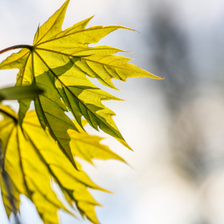 Leaf of a maple tree against blue skyの写真素材