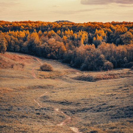Evening summer landscape with a path leading into the forest