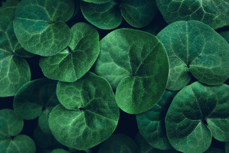 Creative layout made of green leaves. Flat lay. Nature concept