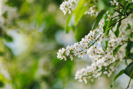 Blooming apple tree branches with white flowers and green leaves