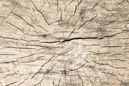 Tree rings old weathered wood texture with the cross section of a cut log.