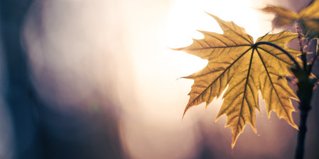 Green leaf of a maple tree against blue sky.の写真素材