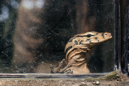 Sad lizard behind glass in the zoo. High quality imageの写真素材