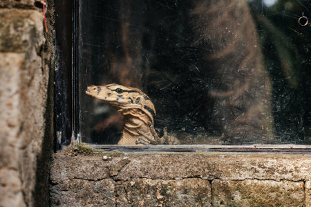 Sad lizard behind glass in the zoo. High quality image