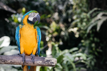 Blue yellow parrot sitting on wooden stick. Tropical bird park.