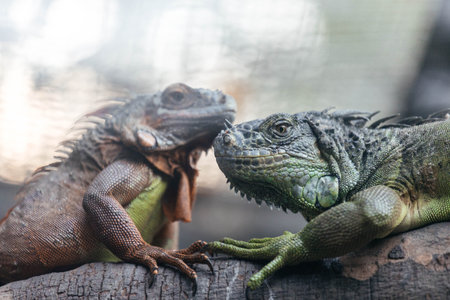 Two beautiful iguanas sitting on a treeの写真素材