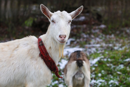 A white goat, adorned with a bright red collar, is standing beside a brown goat in a serene pasture. They appear calm and relaxedの写真素材