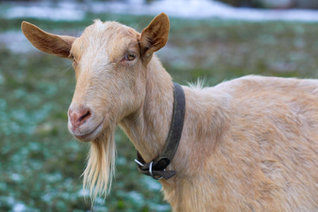 In a picturesque field, there is a goat adorned with a collar, standing gracefully and enjoying the beautiful surroundingsの写真素材