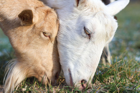 In a beautiful green field, two goats are happily munching on the fresh grass together, enjoying their time outdoors in natureの写真素材