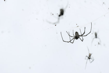 A group of various spiders can be seen sitting comfortably on a smooth, white surface, highlighting their delicate features and intricate detailsの写真素材