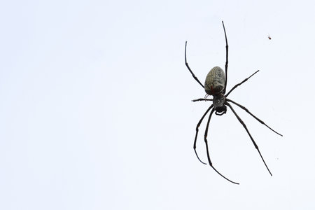 A black and white spider is calmly sitting on a smooth, white surface, showing its intricate features in a peaceful settingの写真素材
