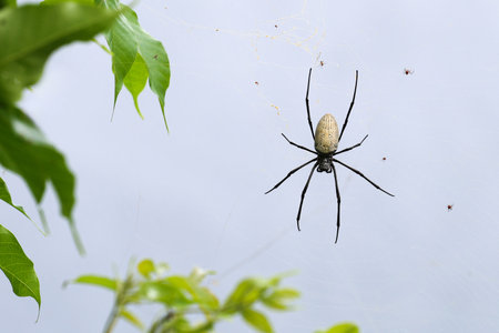 A spider is comfortably perched on a remarkably intricate web that is beautifully woven in the branches of a tall treeの写真素材