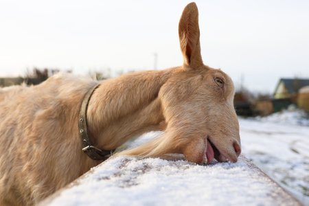 A goat is currently licking its own nose while it is surrounded by the soft, cold snow that blankets the ground beneath itの写真素材